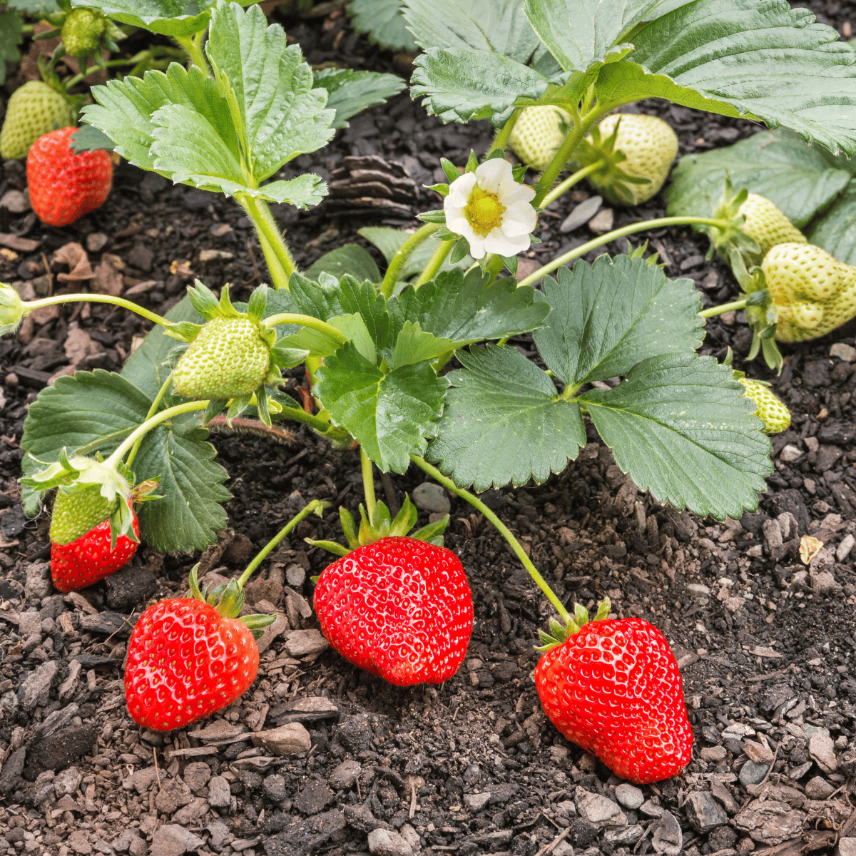 Strawberry Fruit Plant