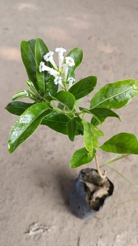 drip feed for plants Houseplant Drip Feeder | Indoor Plant Feed | Cornwall Garden Shop
