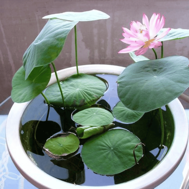 Lotus Flowers Seeds (Pack Of 10 Seeds) Lotus Flowers Seeds (Pack Of 10 Seeds)
