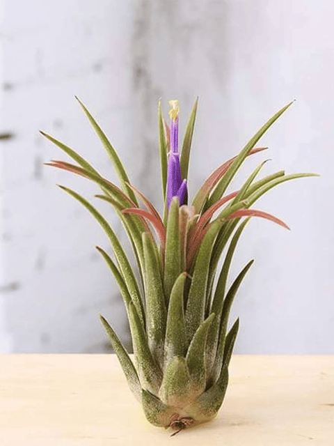 Tillandsia Lonantha  Air Plant