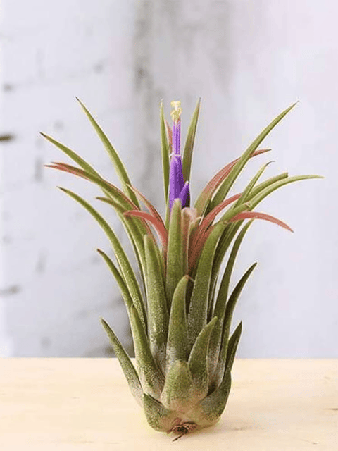 Tillandsia Lonantha  Air Plant