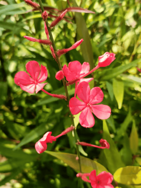 Chethi Koduveli (Plumbago Red) / Lal Chitrak Flowering  Plant