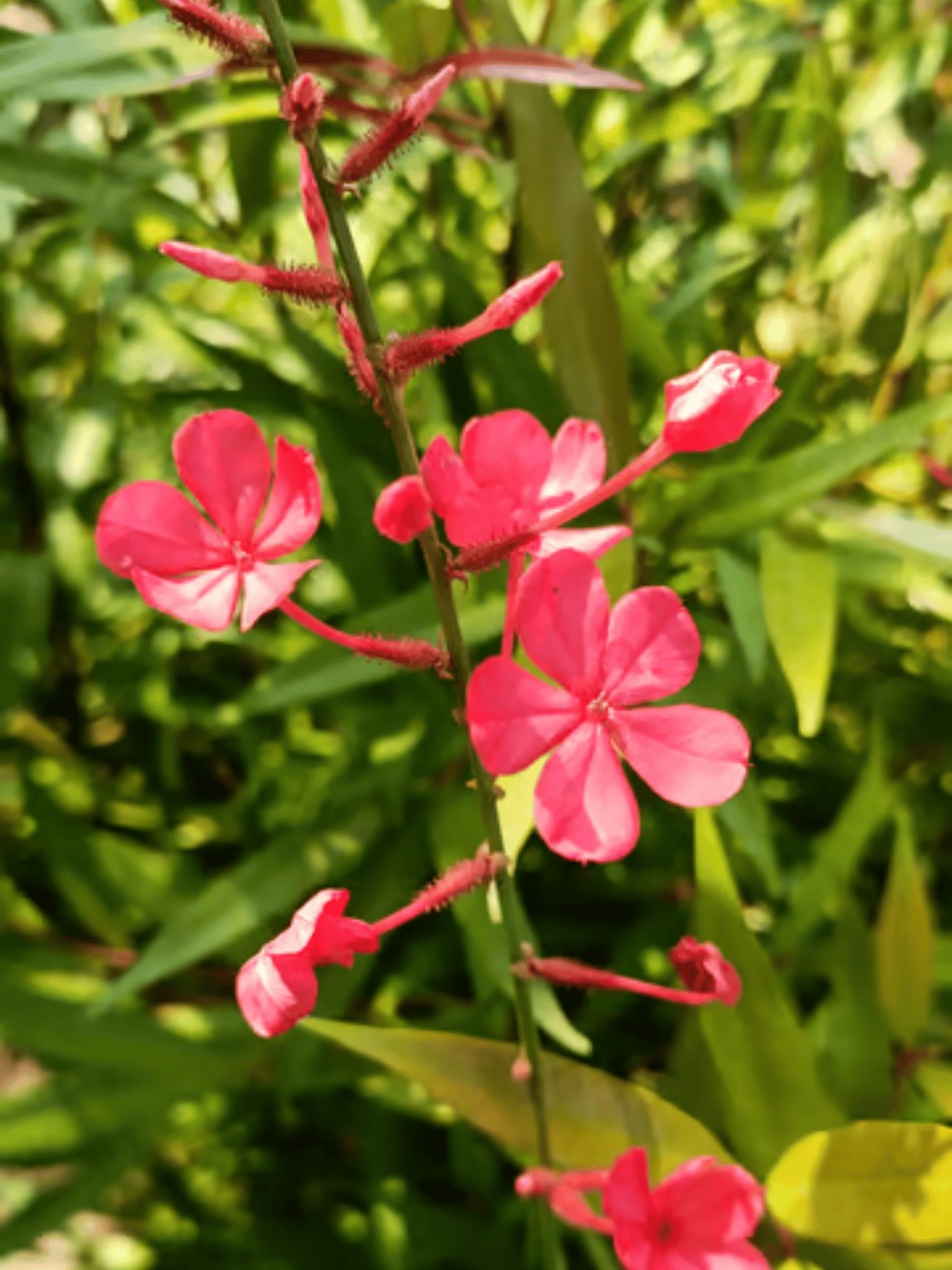 Chethi Koduveli (Plumbago Red) / Lal Chitrak Flowering  Plant