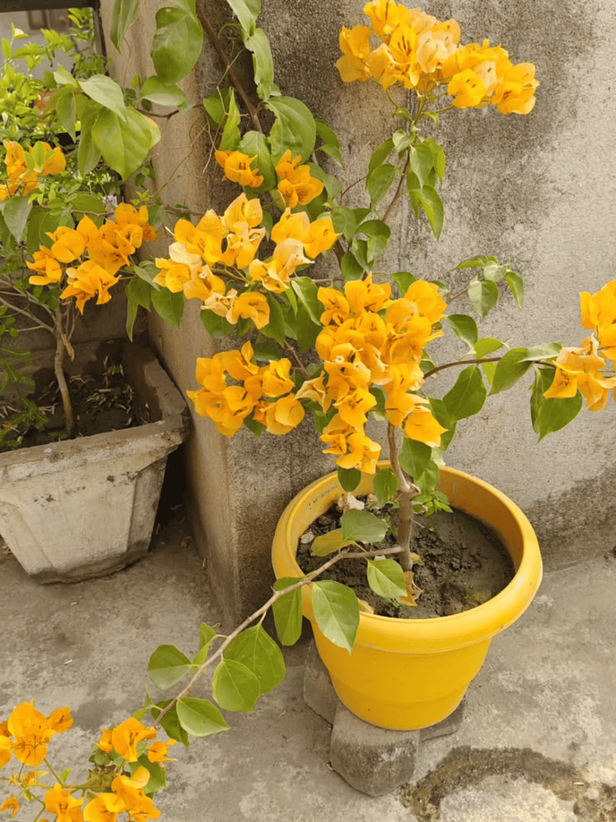 asiatic lily bulb Lilium 'Must See' - Double Asiatic Lily - 3 bulbs