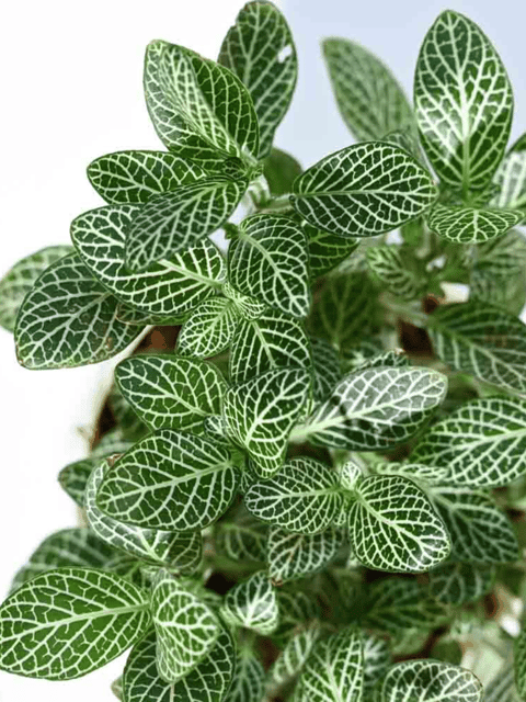 Fittonia Green  Indoor Plant (Nerve Plant)