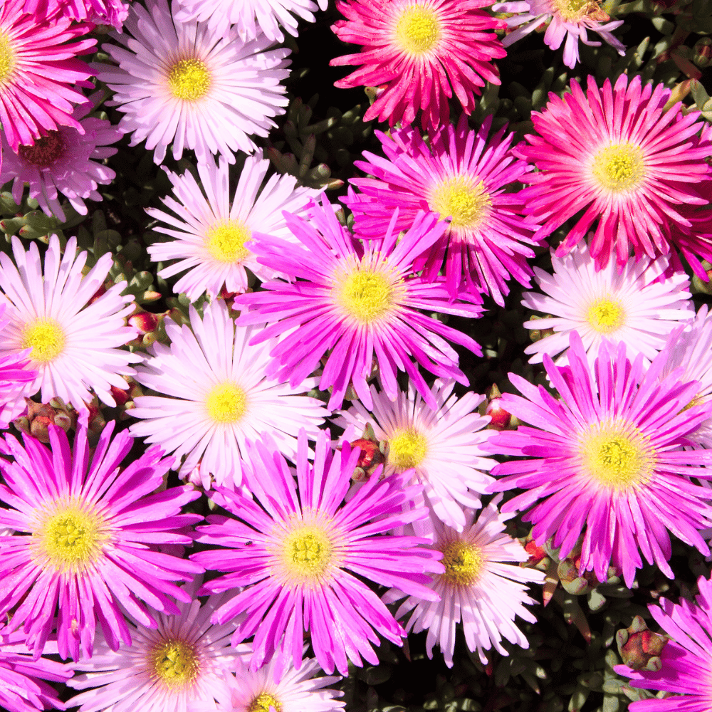 Ice Plant Mesembryanthemum Flower Seeds – F3 Hybrid (Pack of 80-100 Seeds)