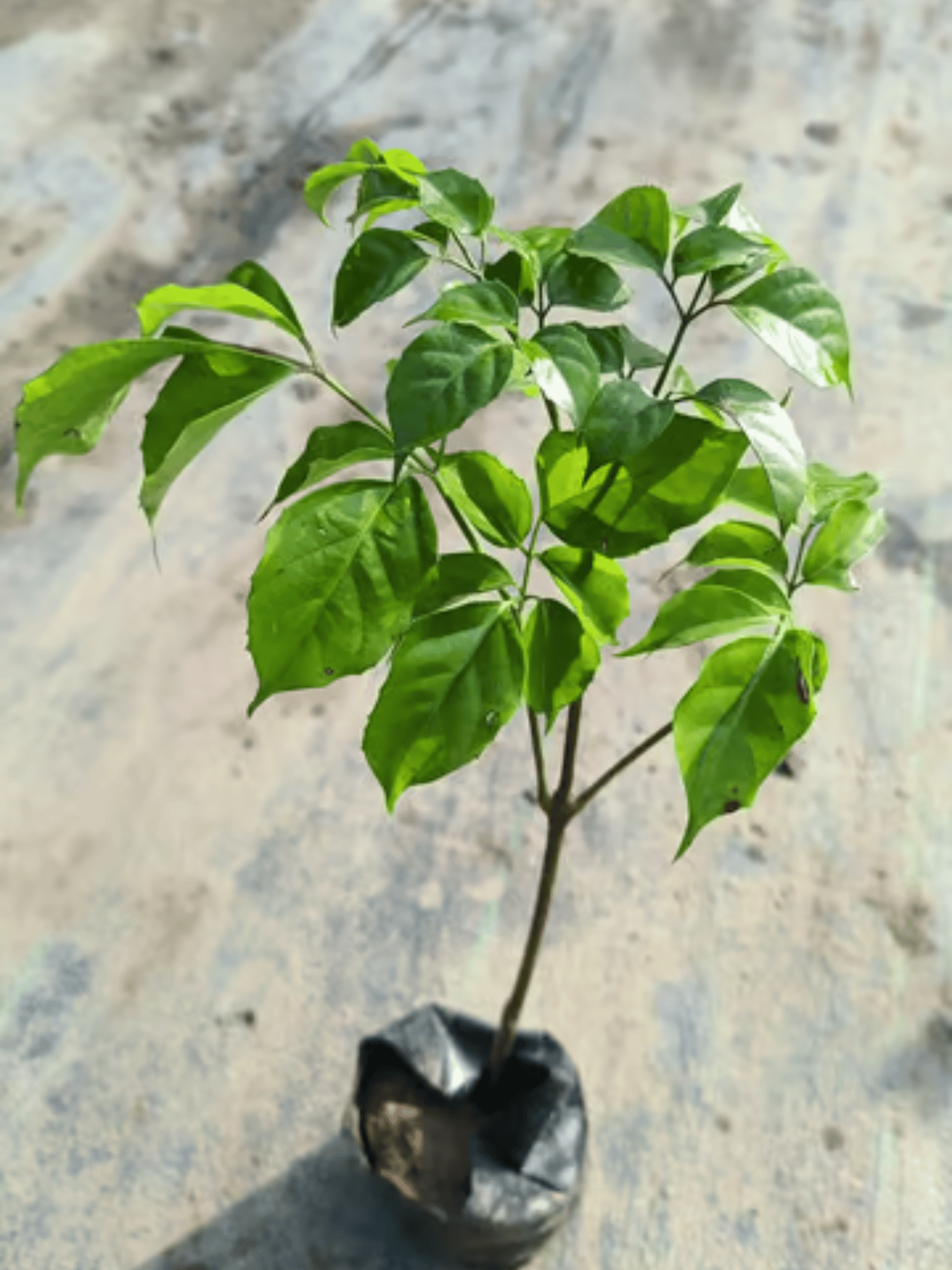 Radermachera / China Doll Plant
