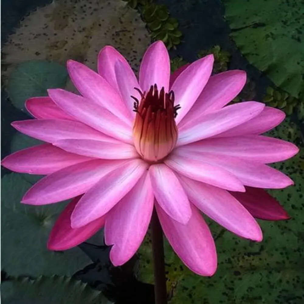 Nymphaea Pink Night Bloomer - Tropical waterlily