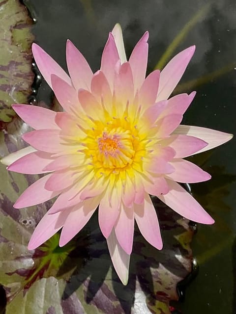 Nymphaea Day Glow - Tropical Waterlily Nymphaea Day Glow - Tropical Waterlily