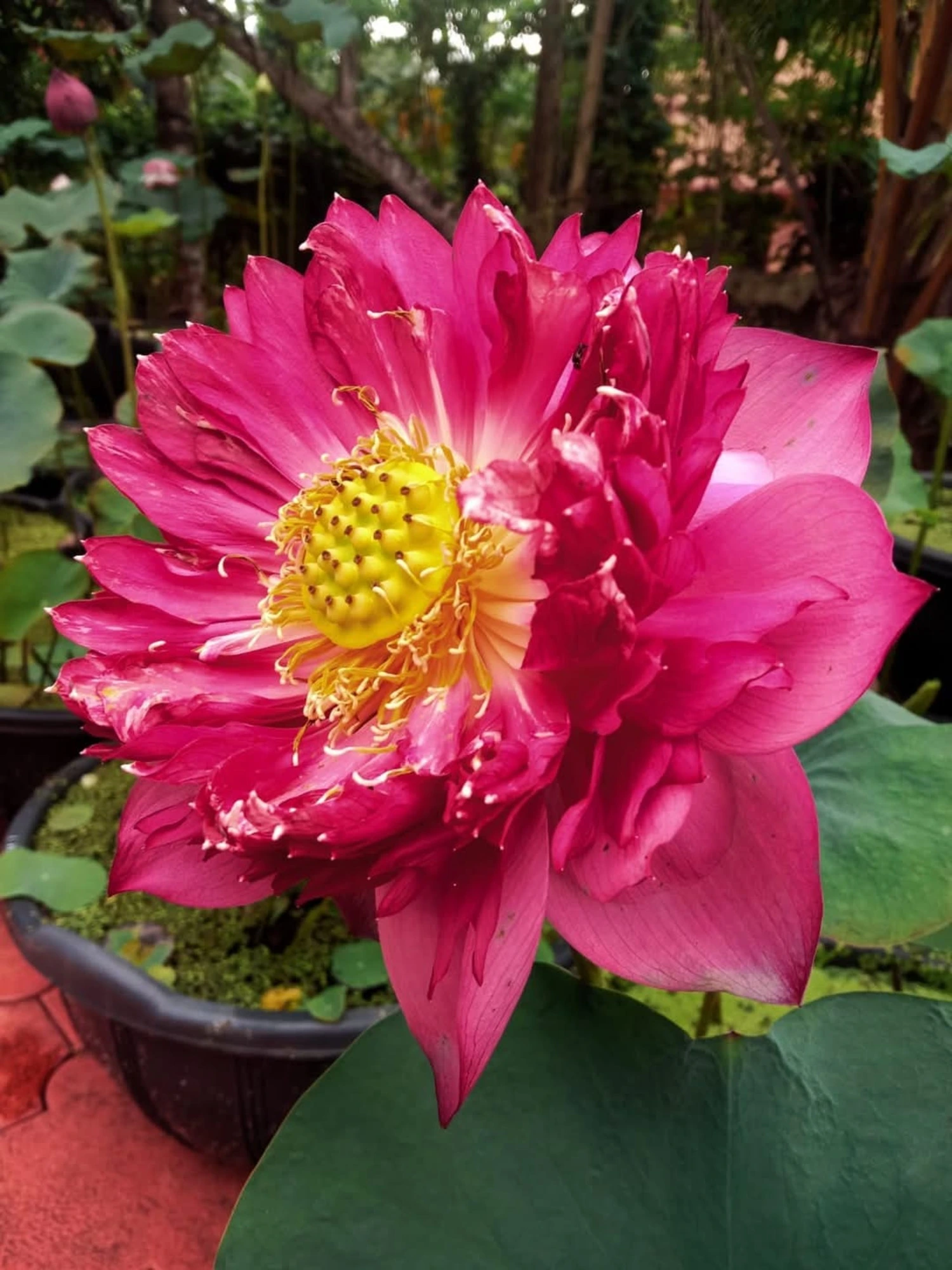 Bowl Lotus Red Peony Tuber