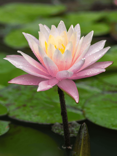 Nymphaea Tropical Sunset - Tropical Waterlily Nymphaea Tropical Sunset - Tropical Waterlily