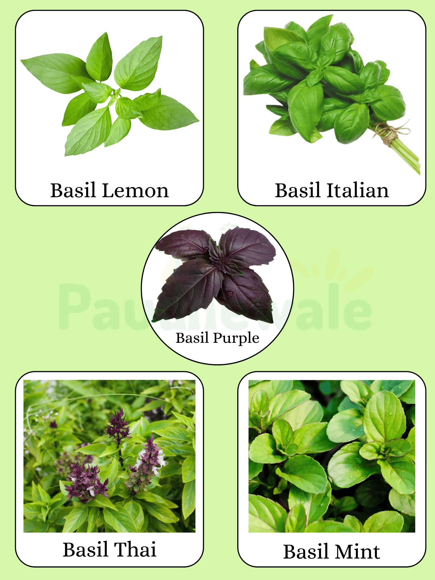 5 Types of Basil Seeds Combo