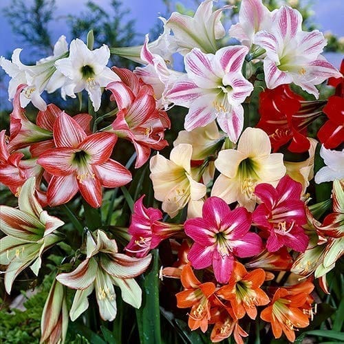 AMARYLLIS LILLY BULB ( PACK OF 2 Pcs) MIX COLOUR