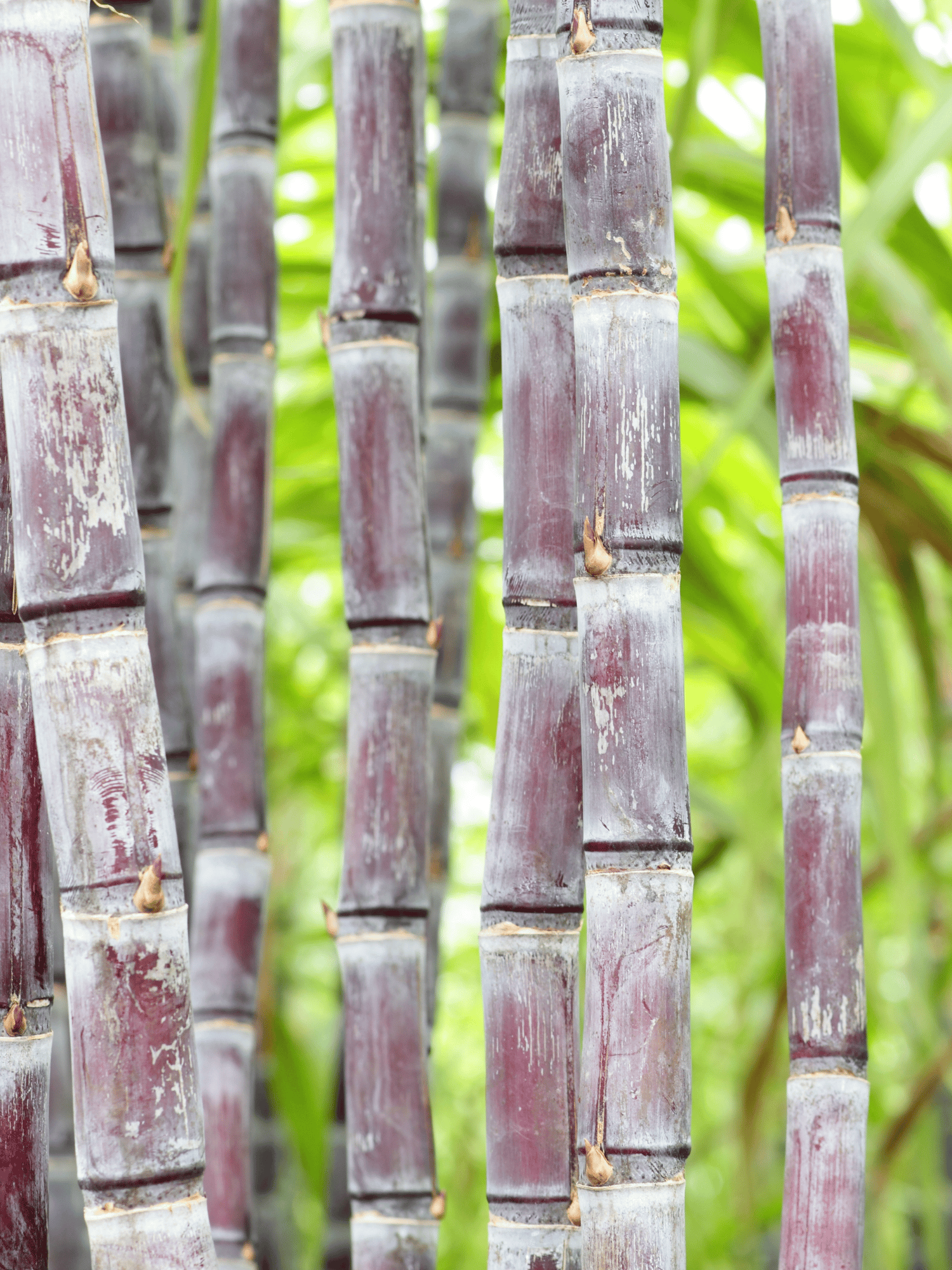 Philippine Black Sugarcane Plant