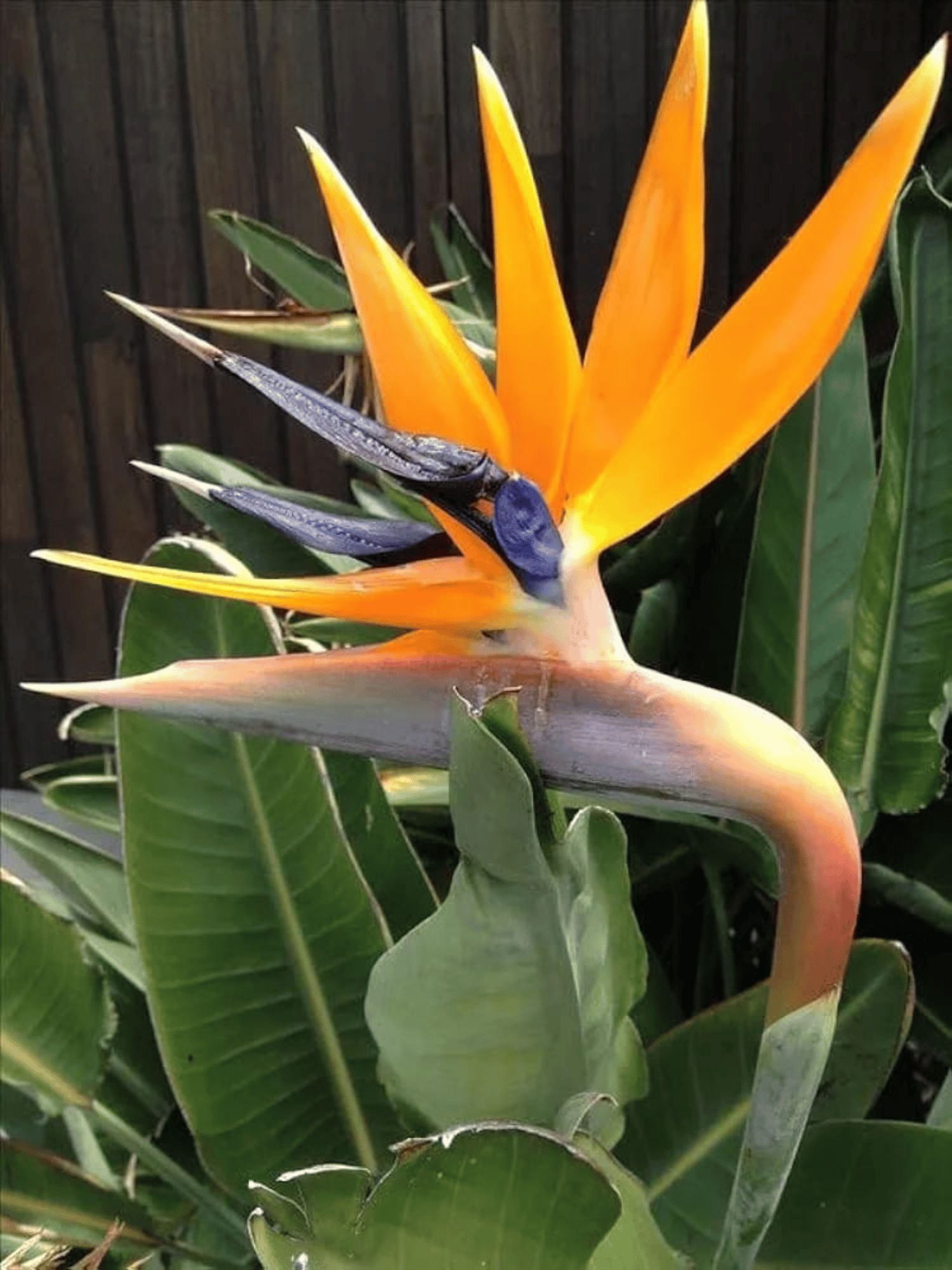 Bird of Paradise Plant