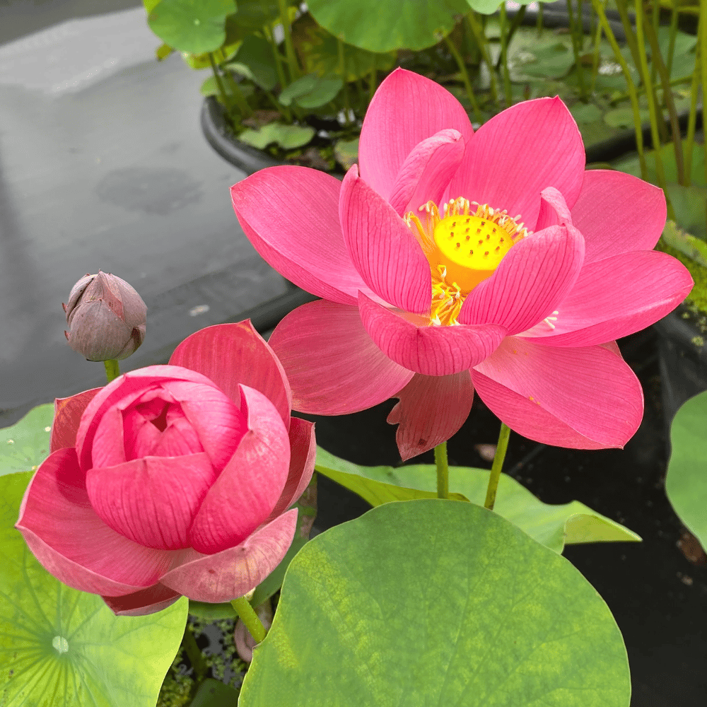 Longevity Star Lotus Tuber