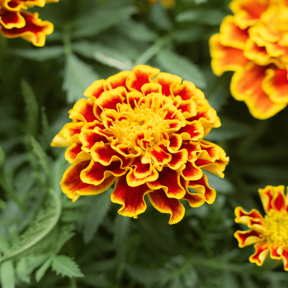 Marigold Flame Flower Seeds βF1 Hybrid (Pack of 10 Seeds)