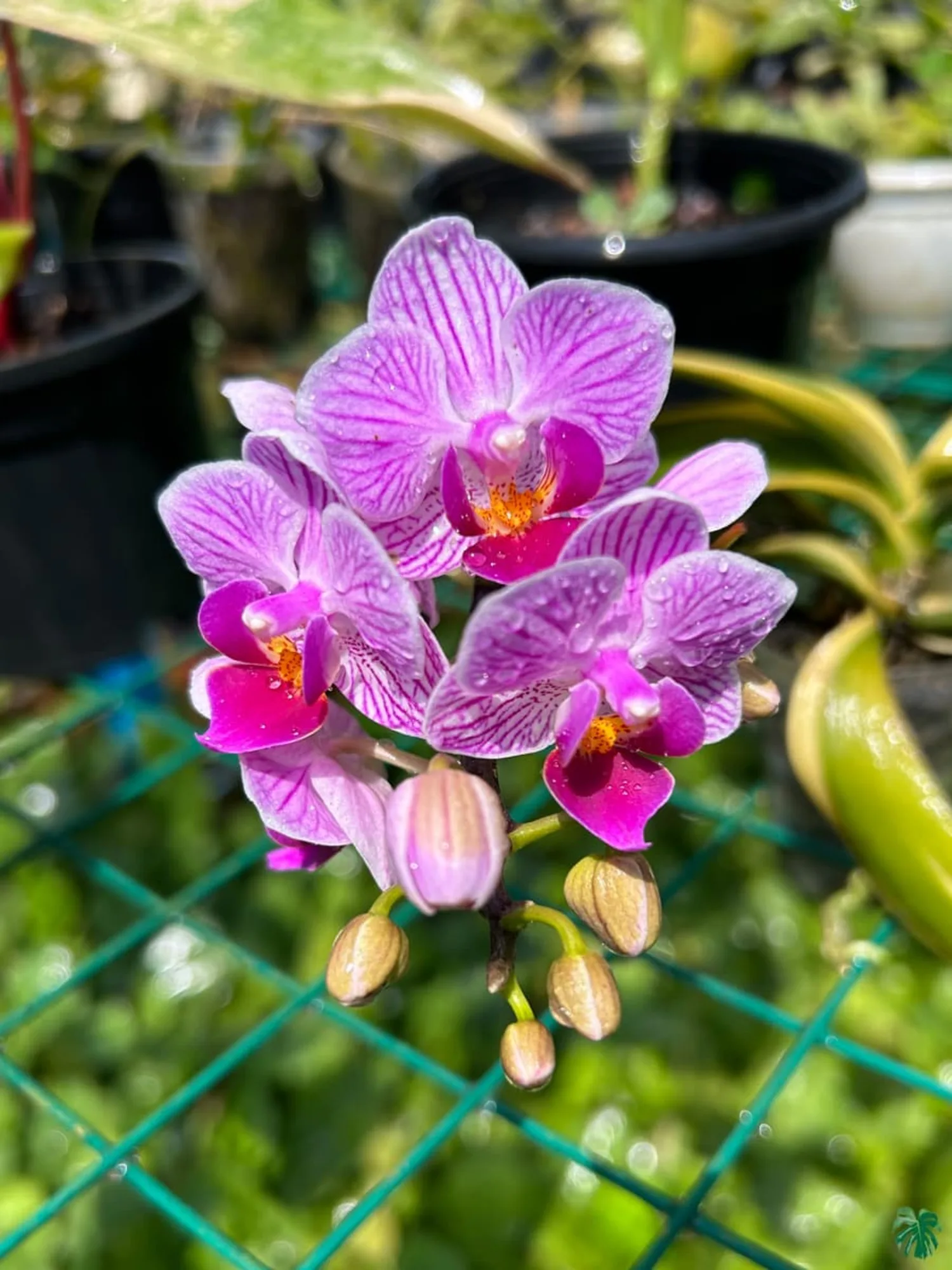 Phalaenopsis Sogo Vivien