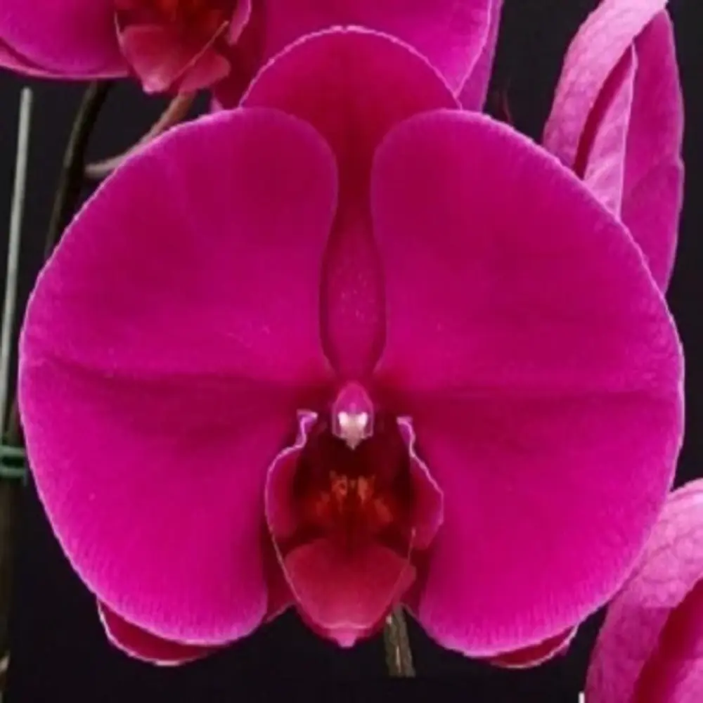 Phalaenopsis Ox Royal Rose