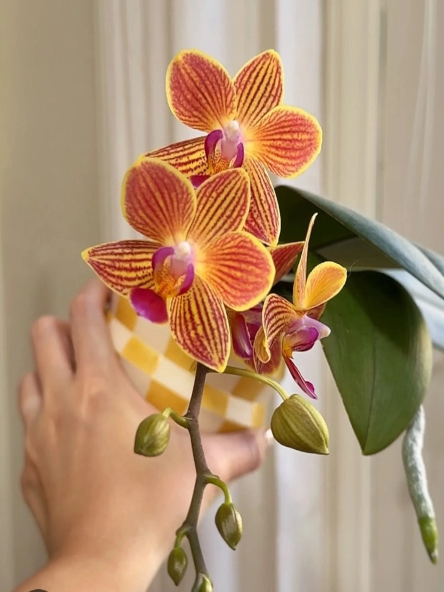 Phalaenopsis Passion Fruit