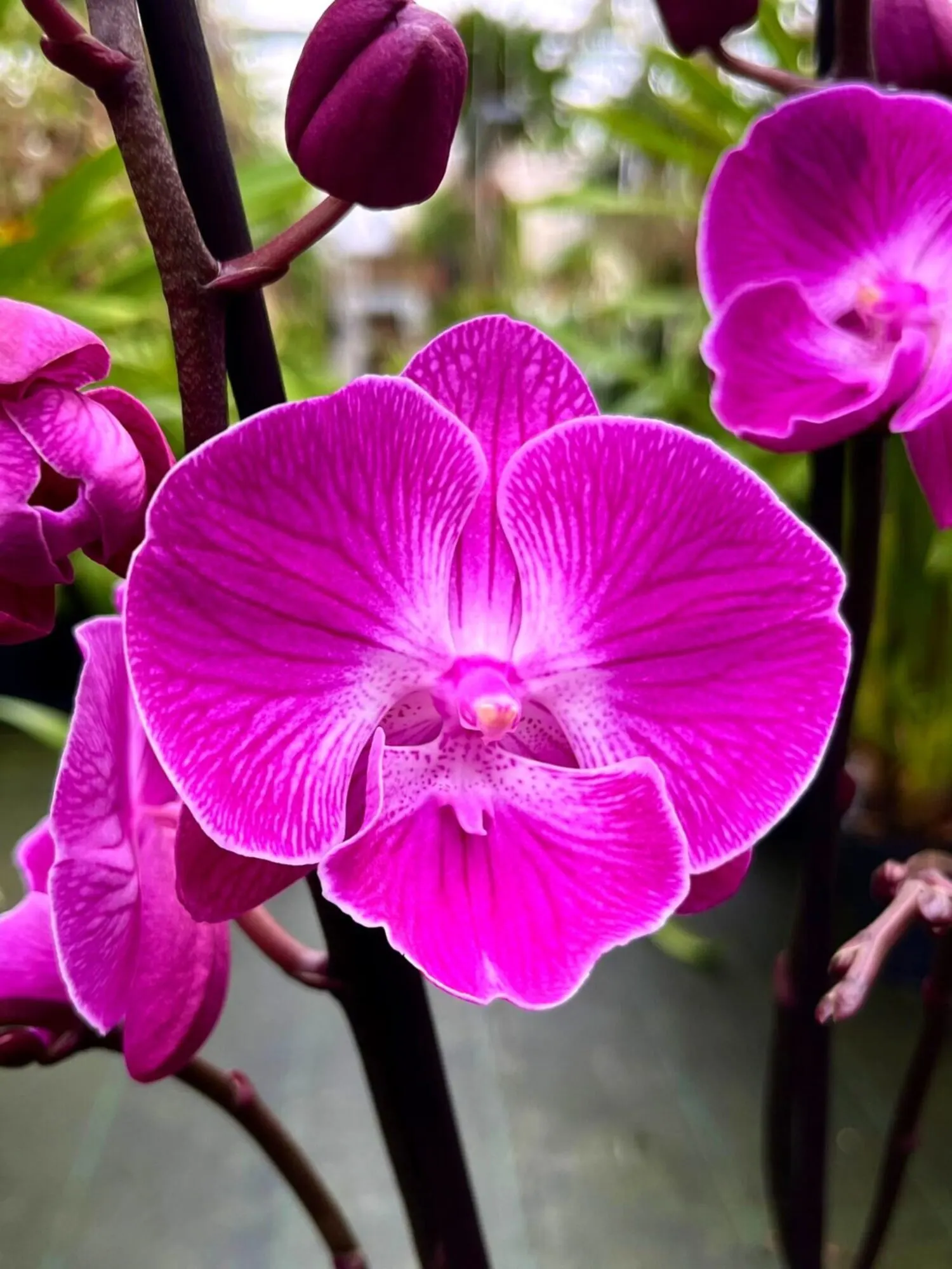 Phalaenopsis Miki Mini Chilli