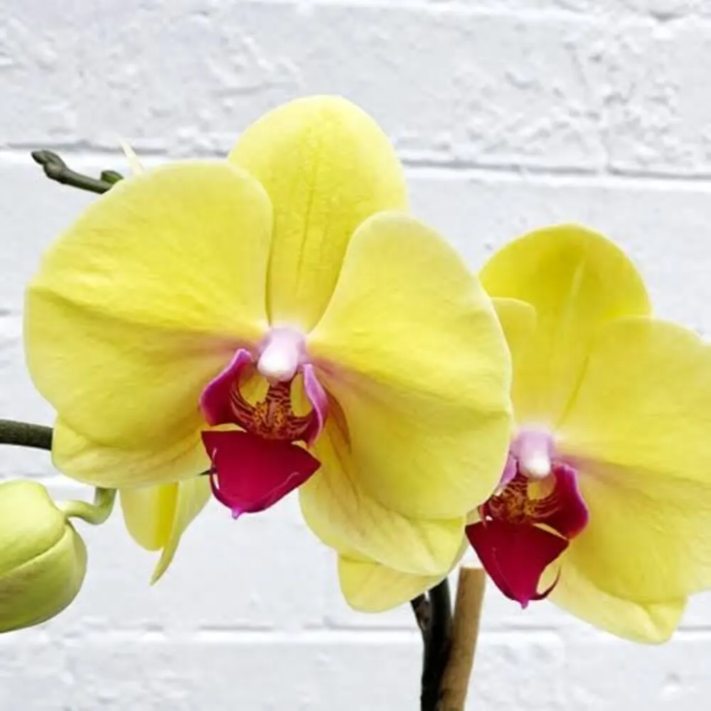 Phalaenopsis Miraflore