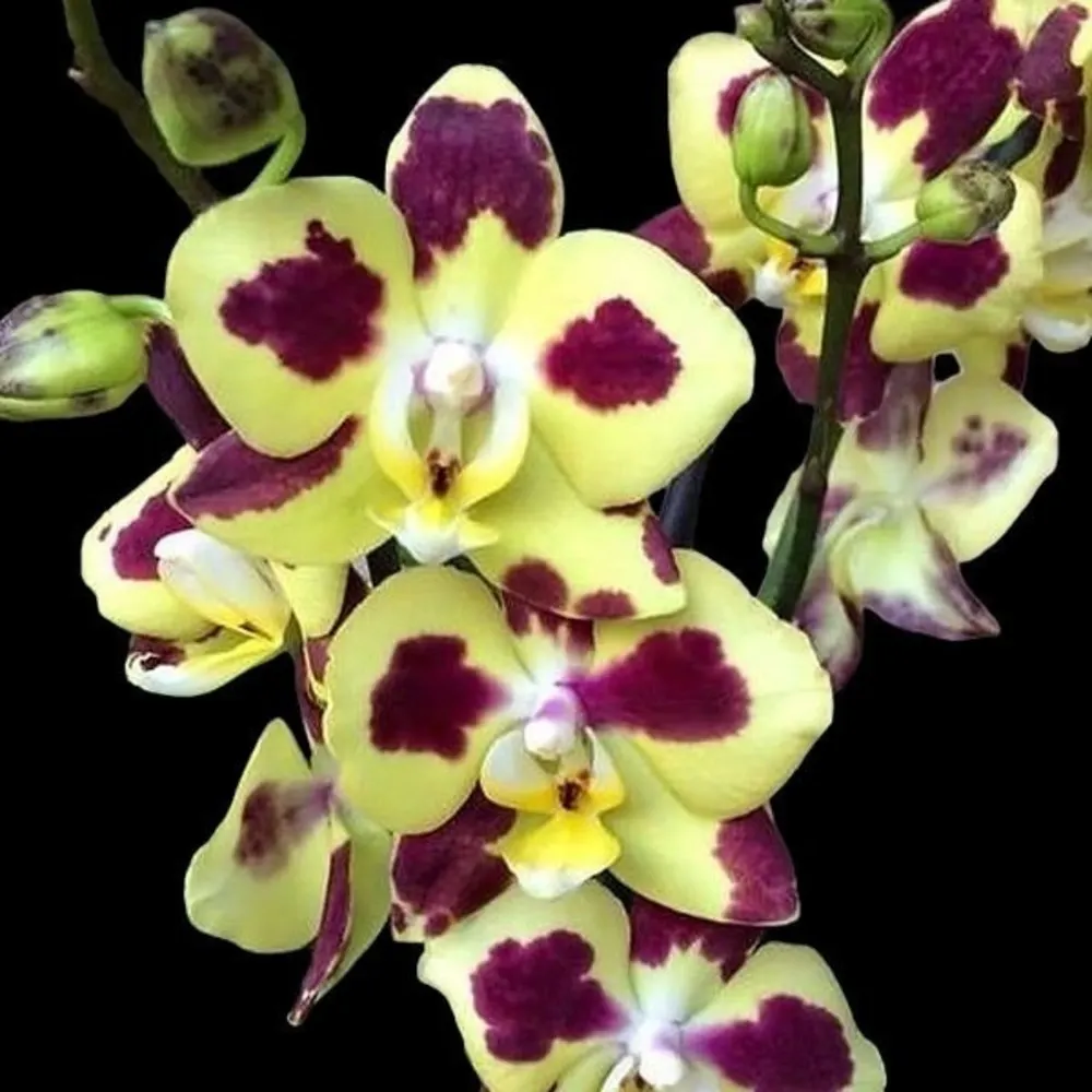 Phalaenopsis Charming Melody Pokemon