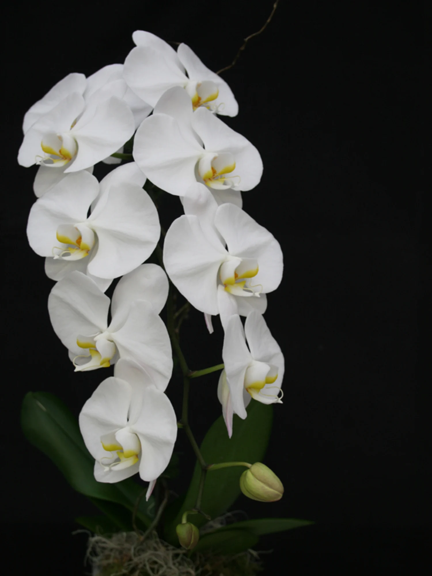 Phalaenopsis Sogo Yukidian