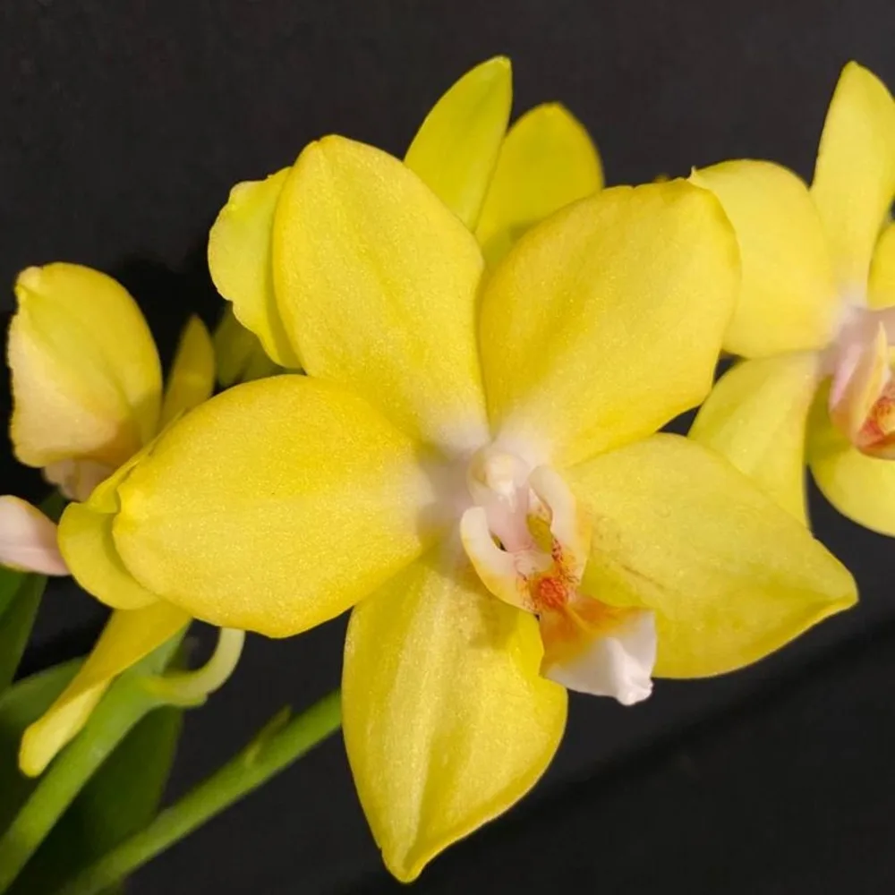 Phalaenopsis Sogo Meili