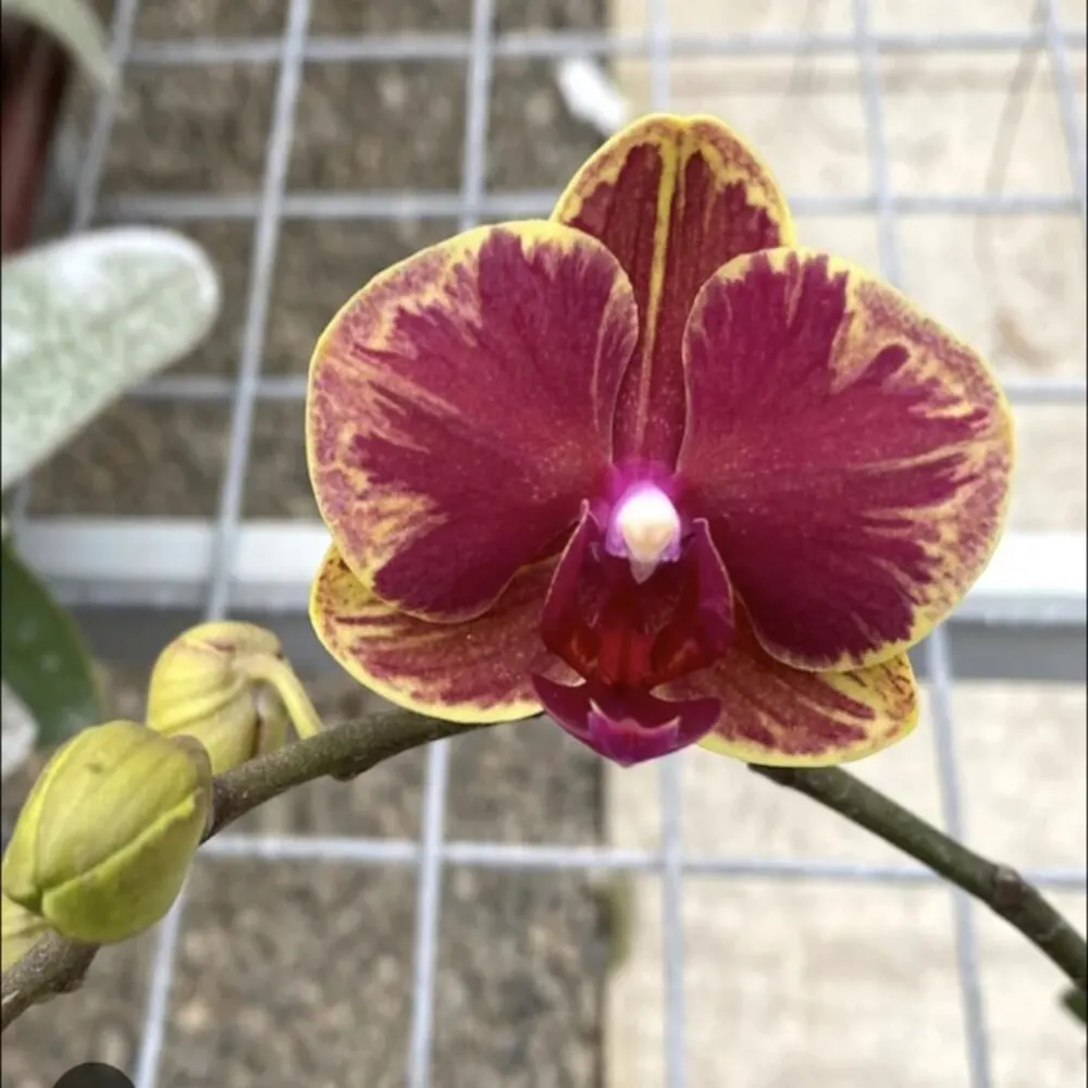Phalaenopsis Fangmei Sweet 1456
