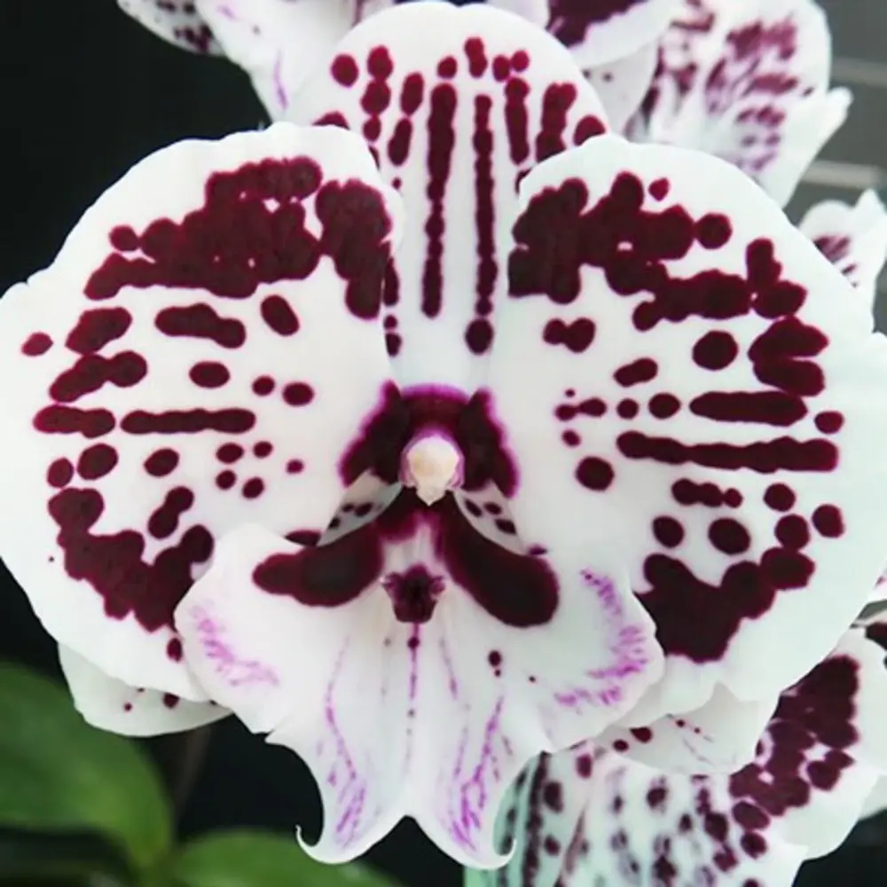 Phalaenopsis Chi Yueh Wise