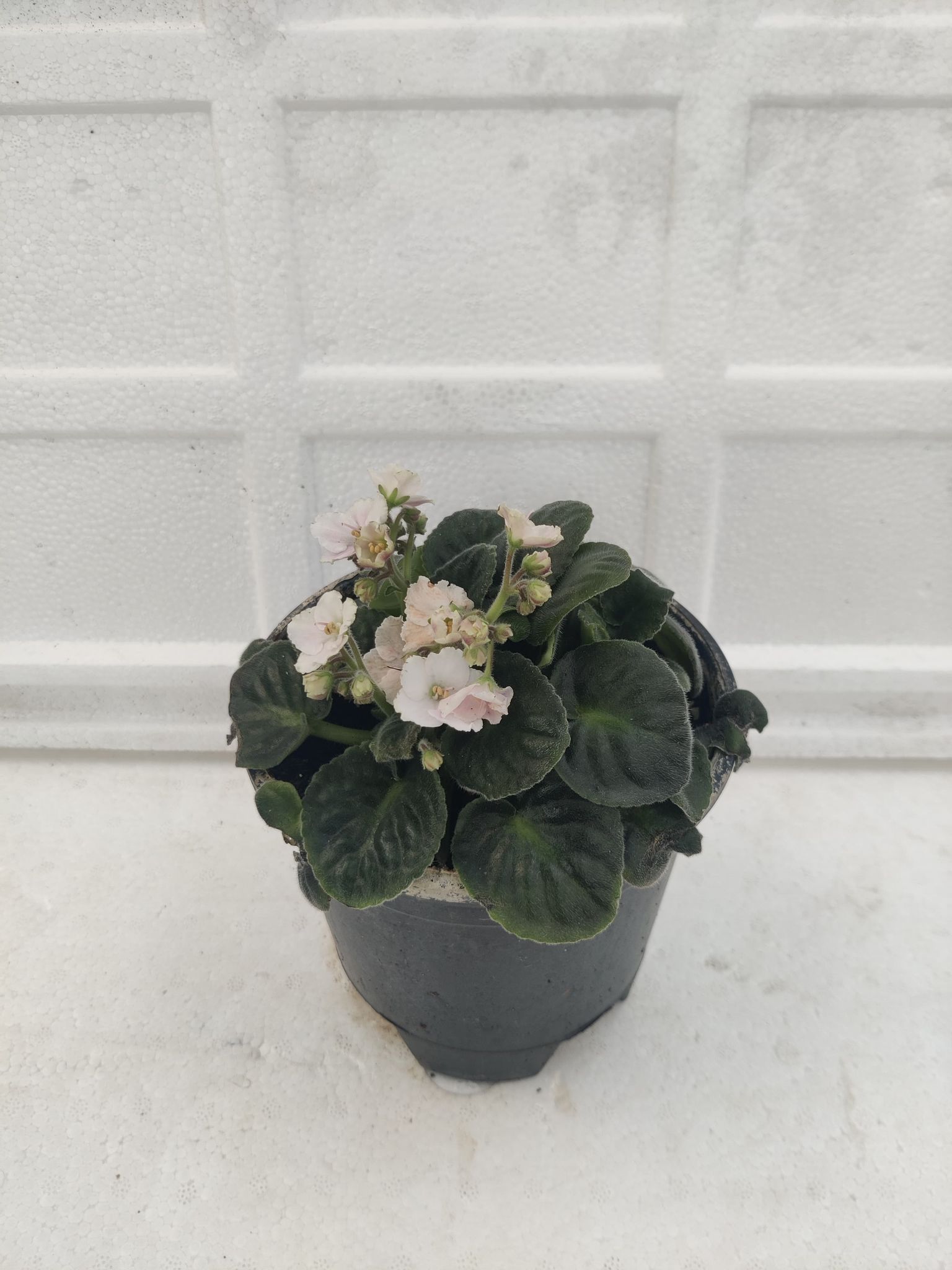 African Violet WHITE Plant