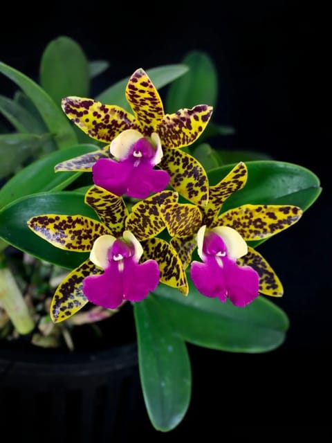 Cattleya Thospol Spot x Aclandiae