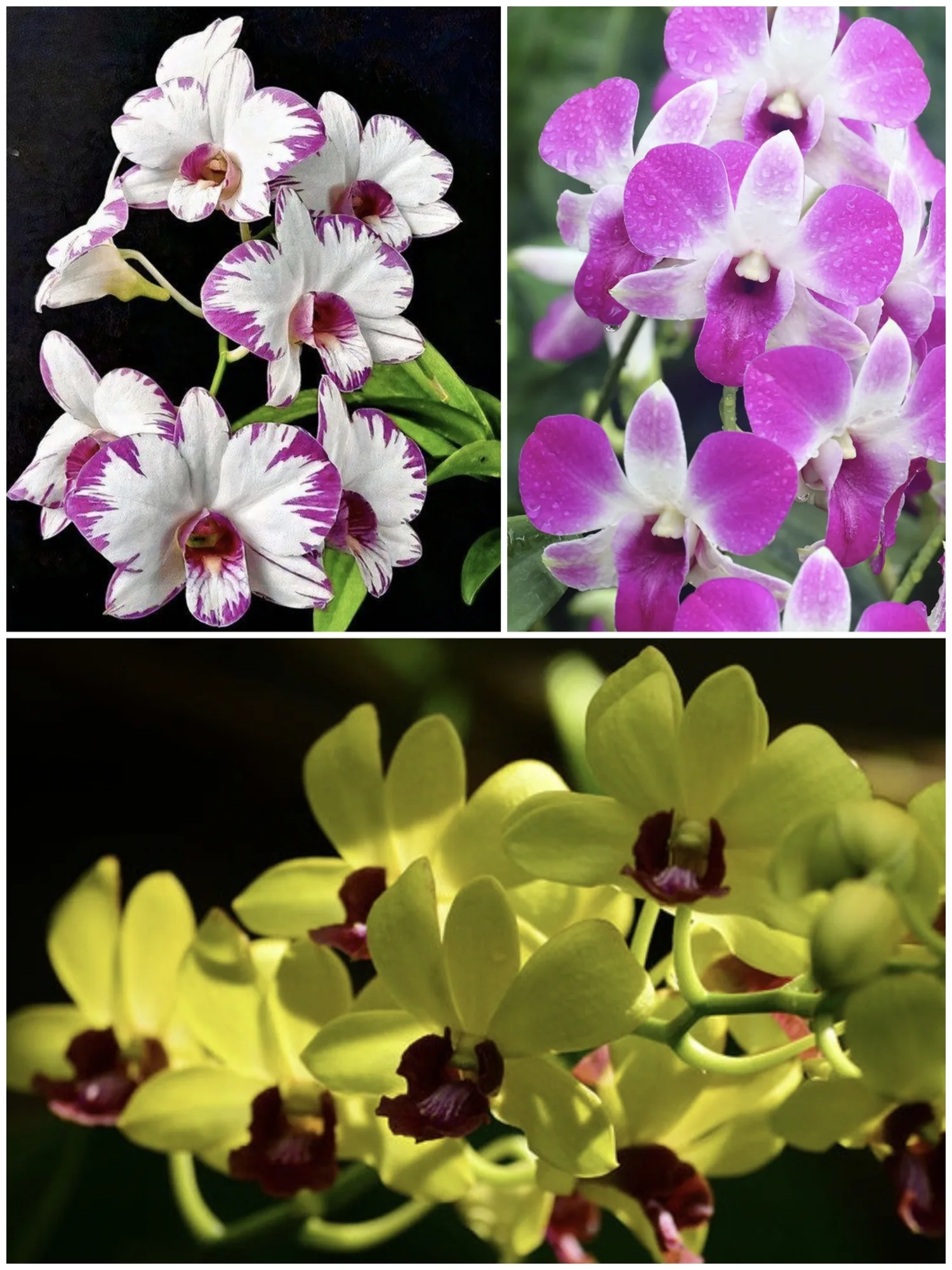Assorted Dendrobium Blooming Size 3 Plant Combo