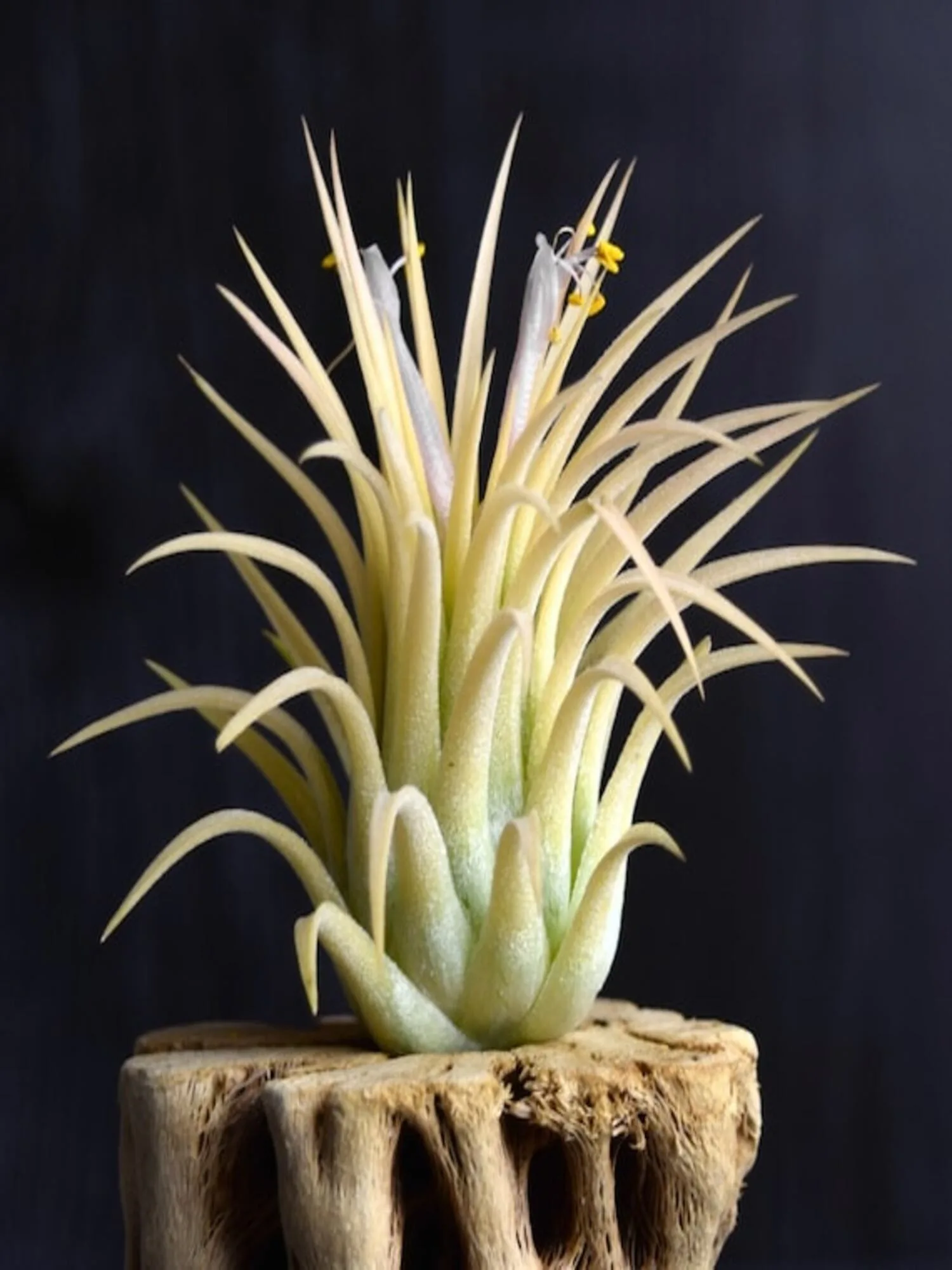 Air plant Tillandsia Druid White - Single Bulb