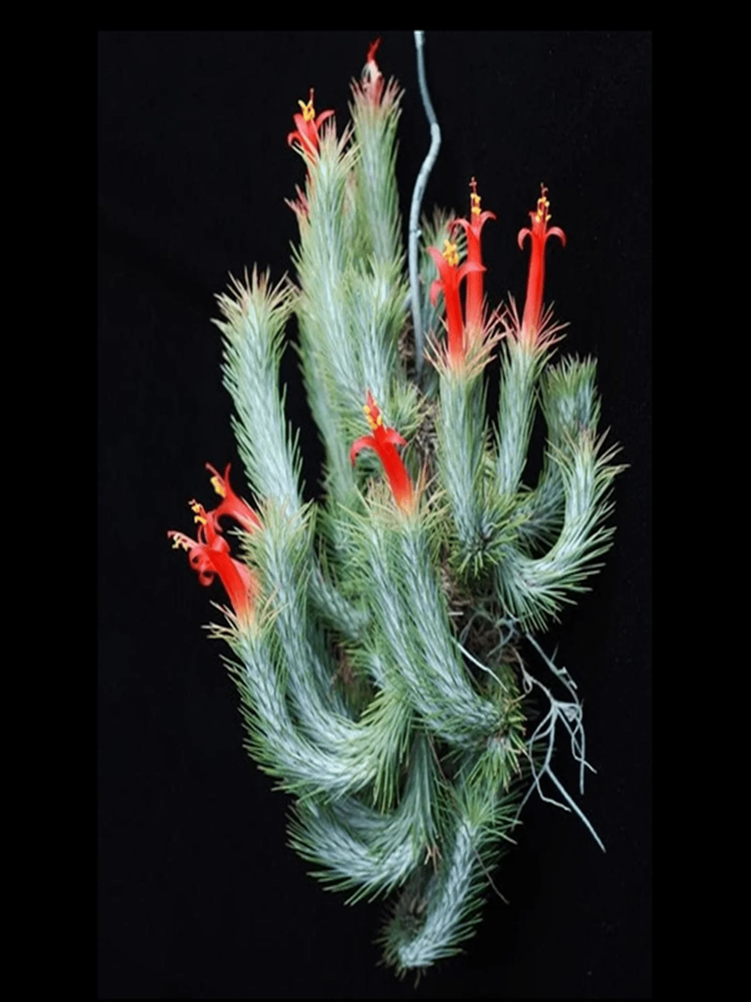 Air Plant Tillandsia Funckiana