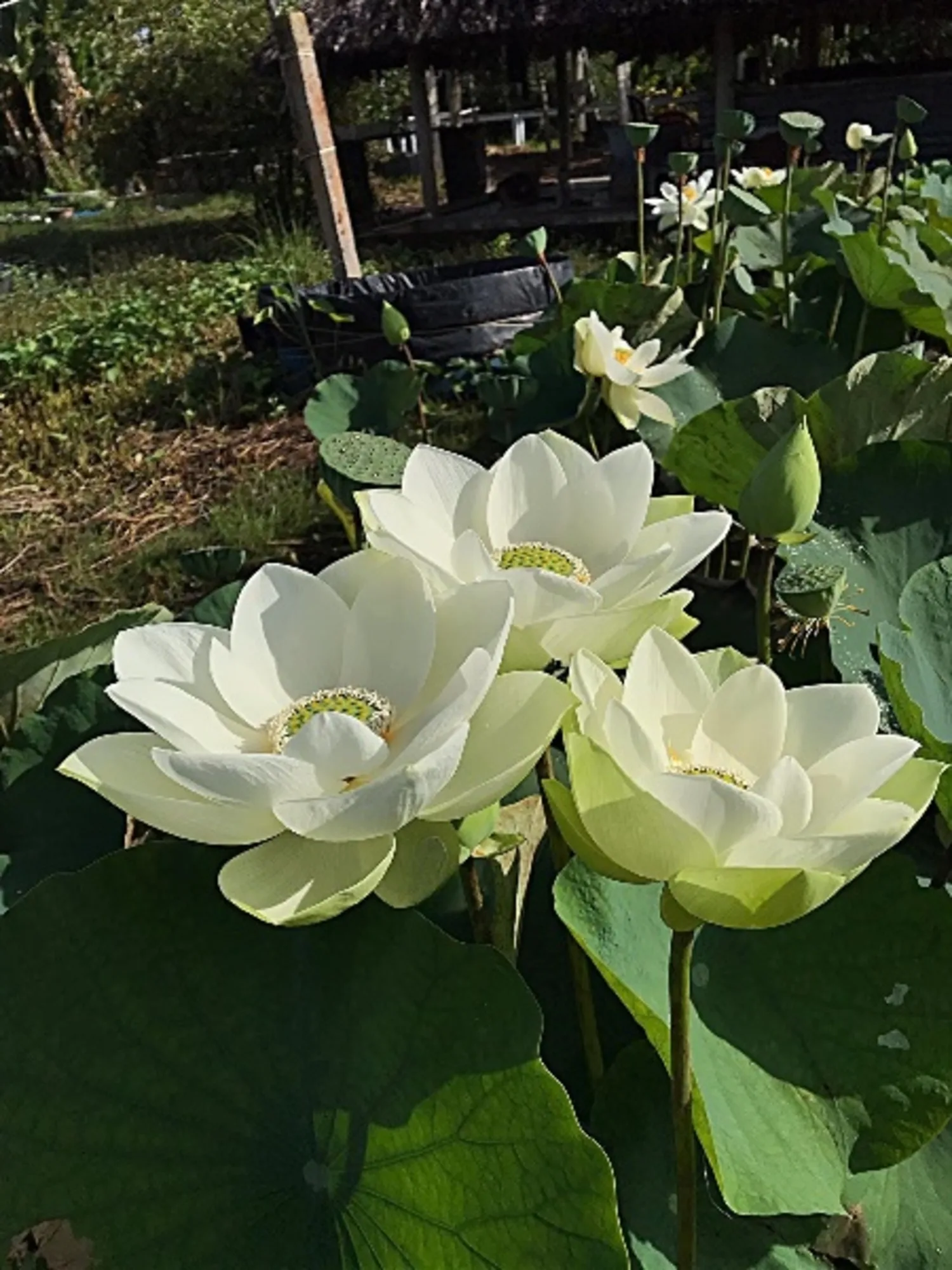 Bowl Lotus Coconut Milk Tuber