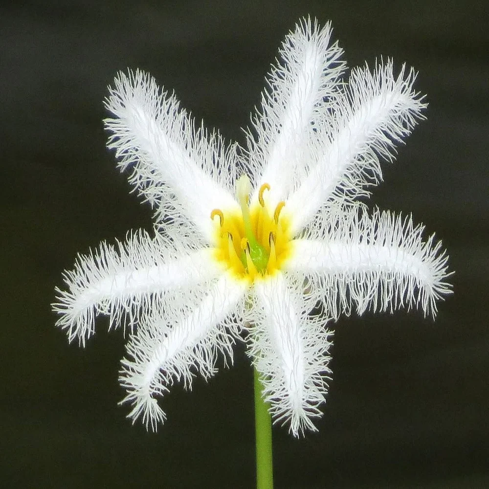 Water Snowflake White - Pack Of 3