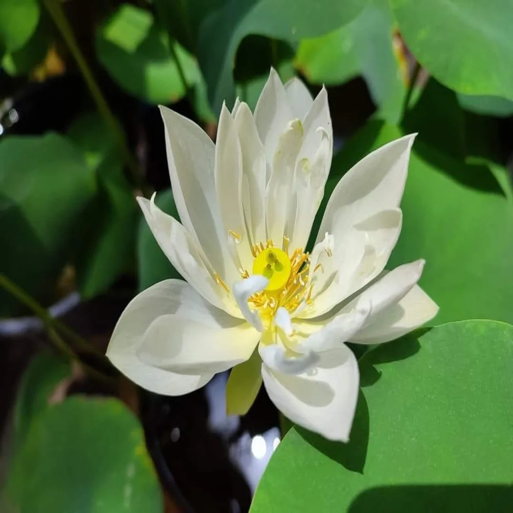 Bowl Lotus Foreigner Tuber
