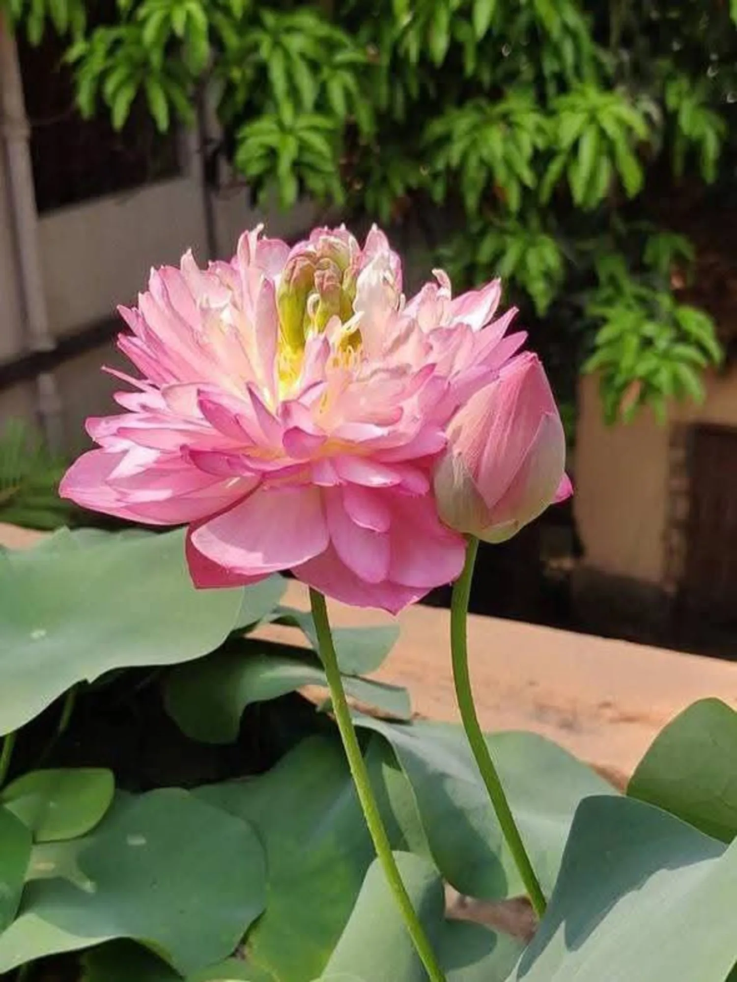 Bowl Lotus Amery Peony Tuber