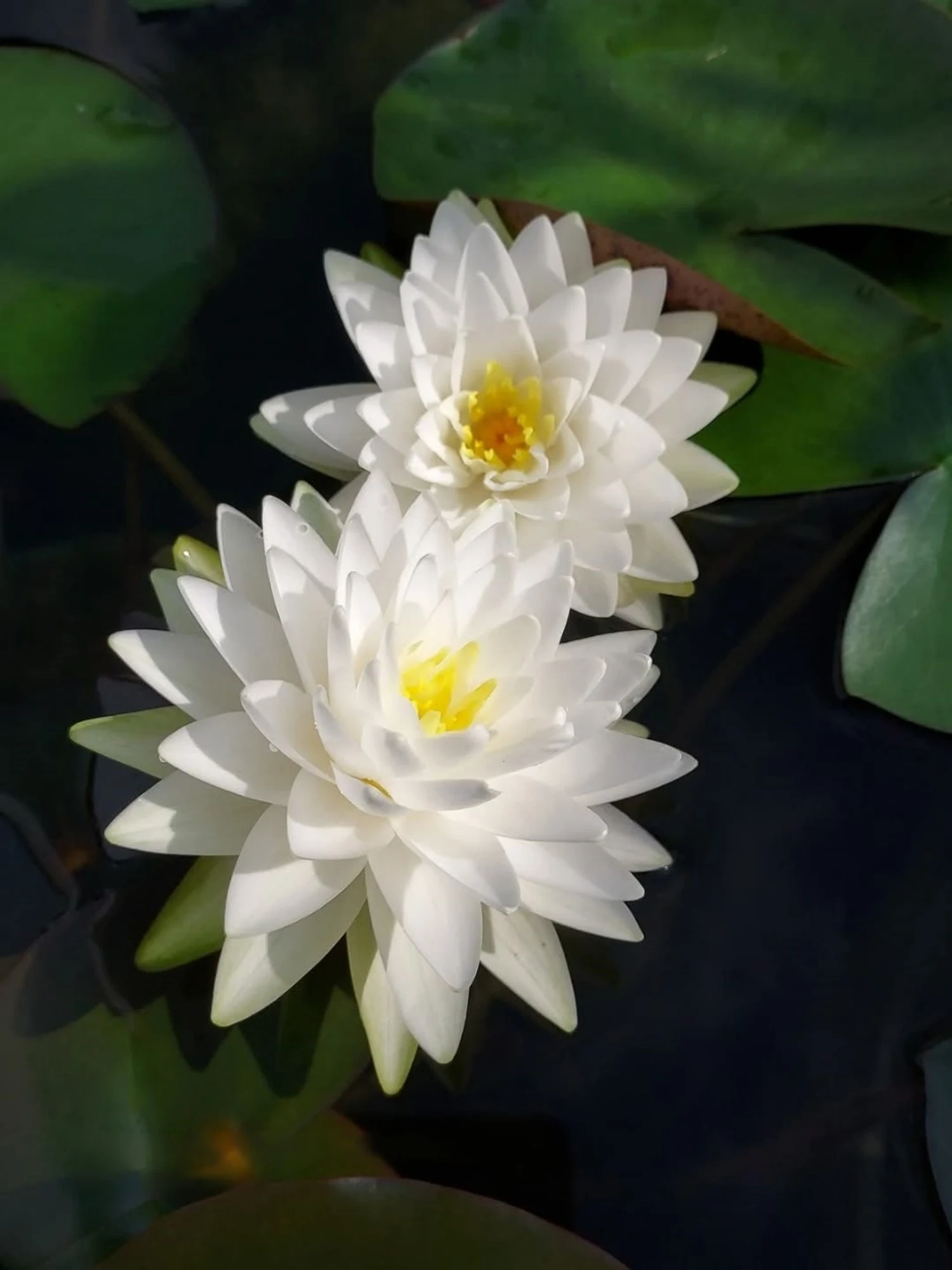 Nymphaea Snow Ball - Hardy Waterlily