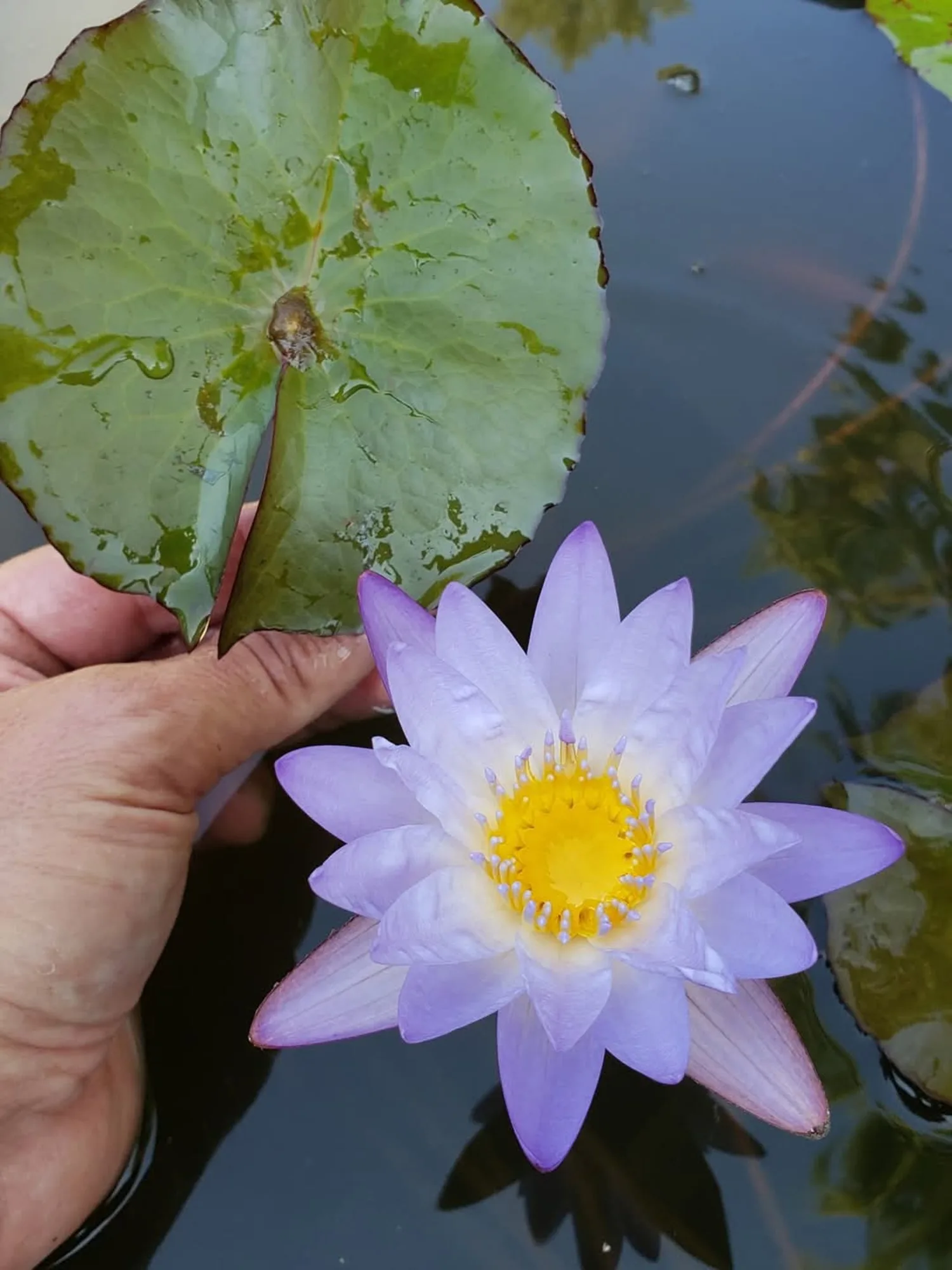 Nymphaea Micrantha - Tropical Waterlily