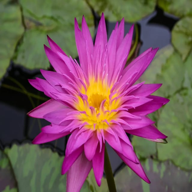 Nymphaea Miami Rose - Tropical Waterlily Nymphaea Miami Rose - Tropical Waterlily