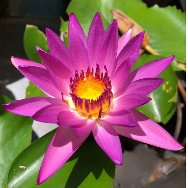 Nymphaea Ruby - Tropical Waterlily