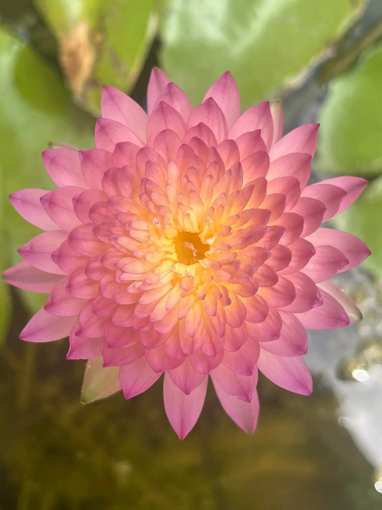 Nymphaea Hassabadin - Tropical Waterlily