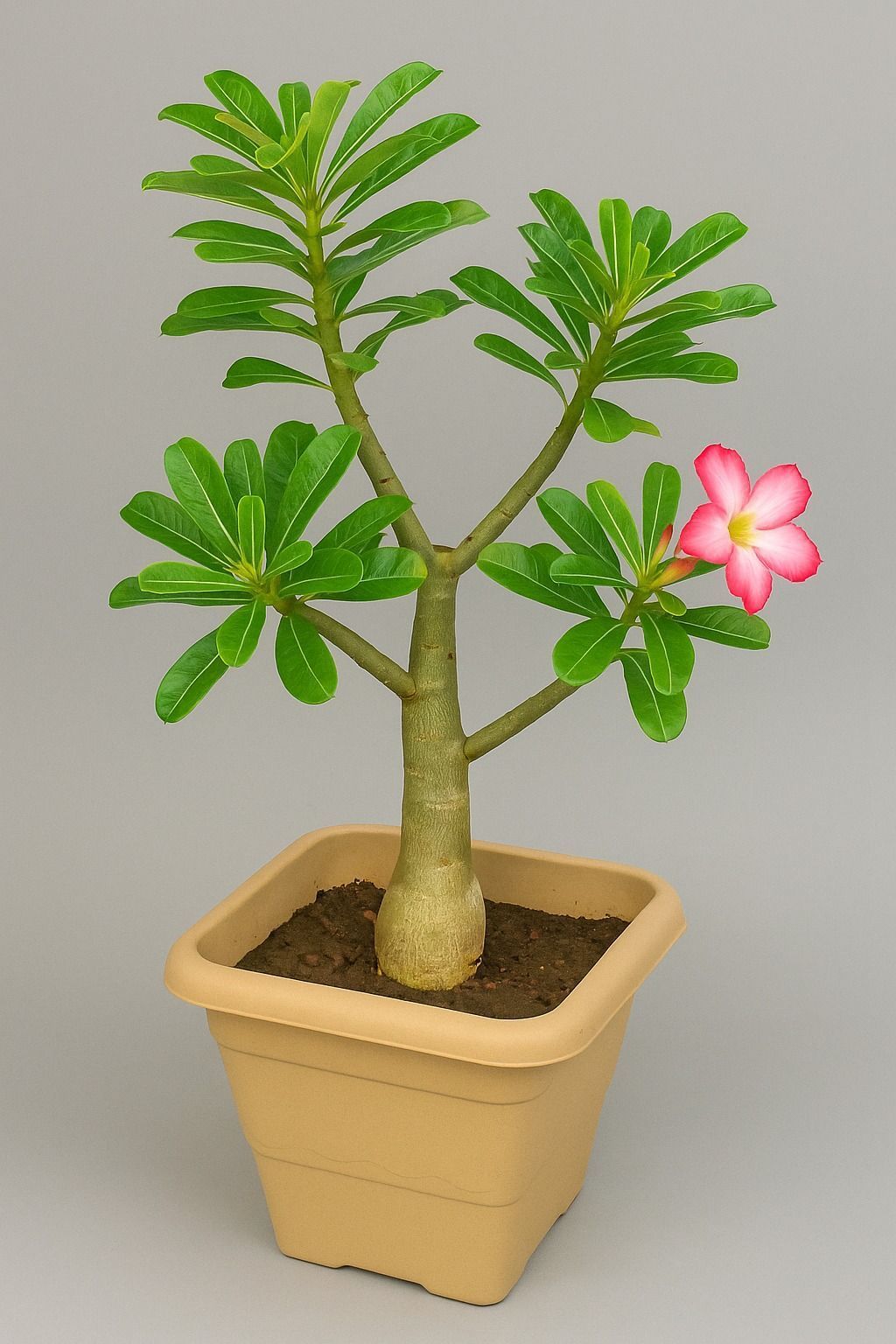 Adenium Plant, Desert Rose (Pink)