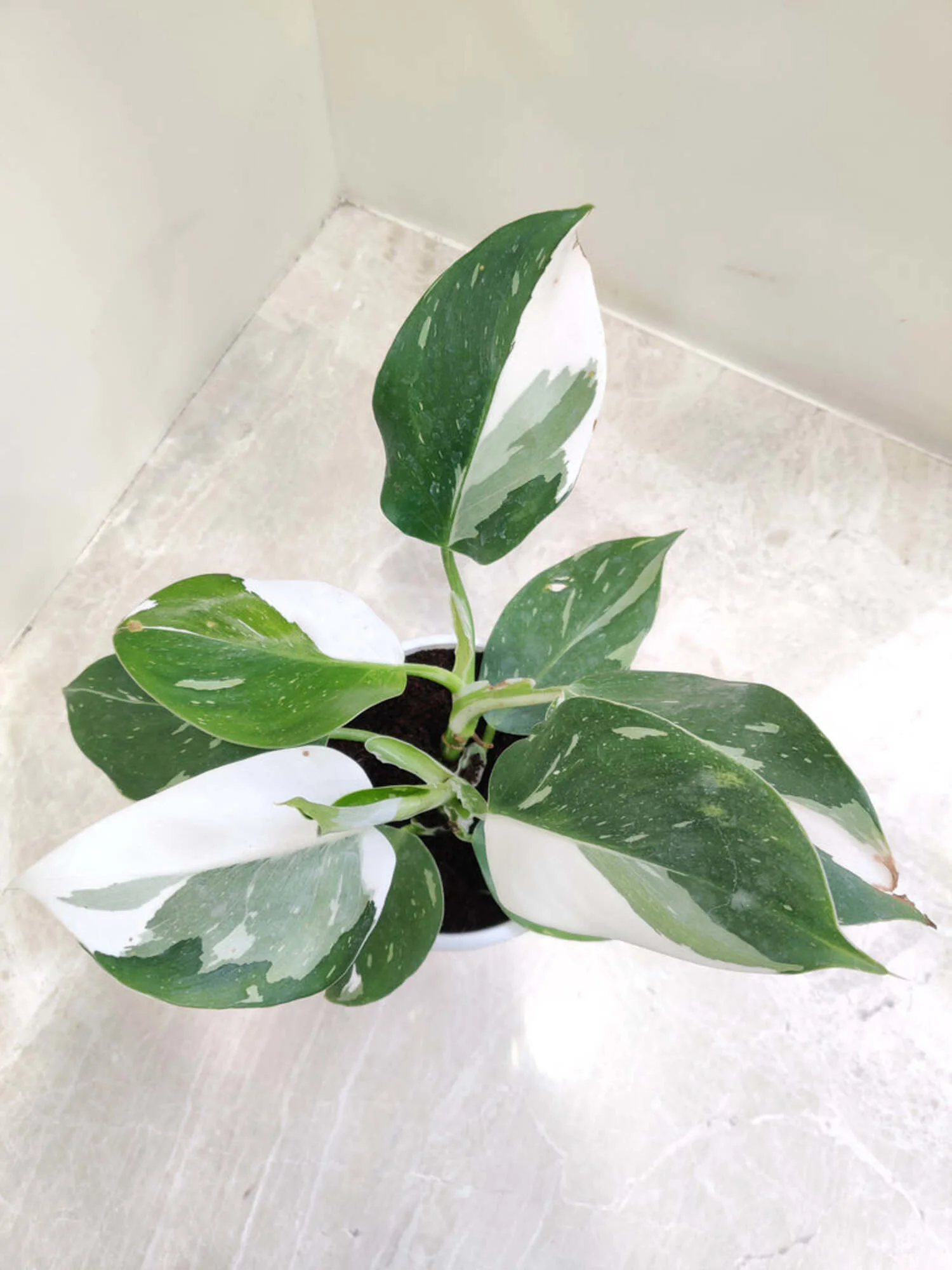Philodendron White Princess