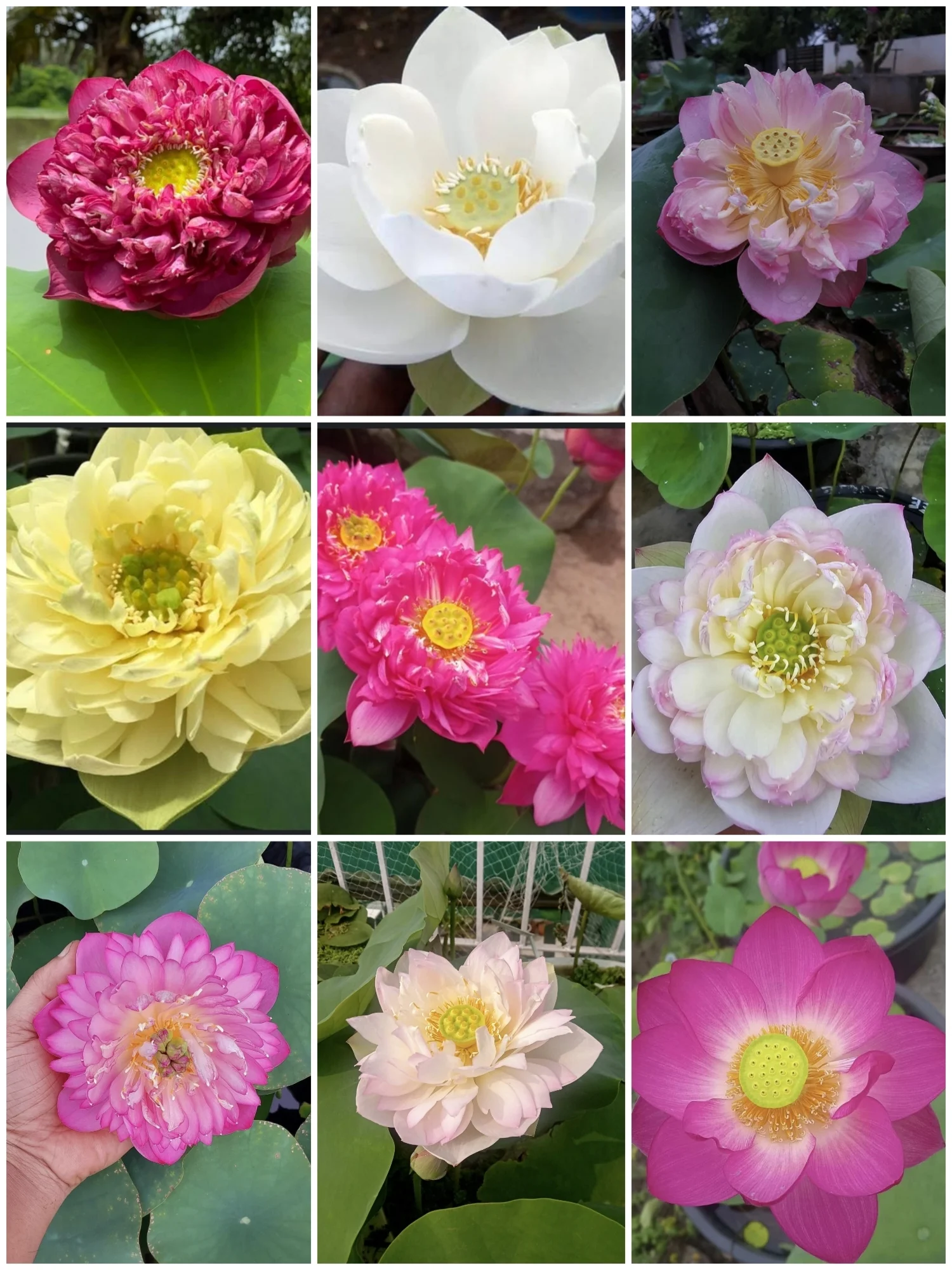 Bowl Lotus Mixed Tuber