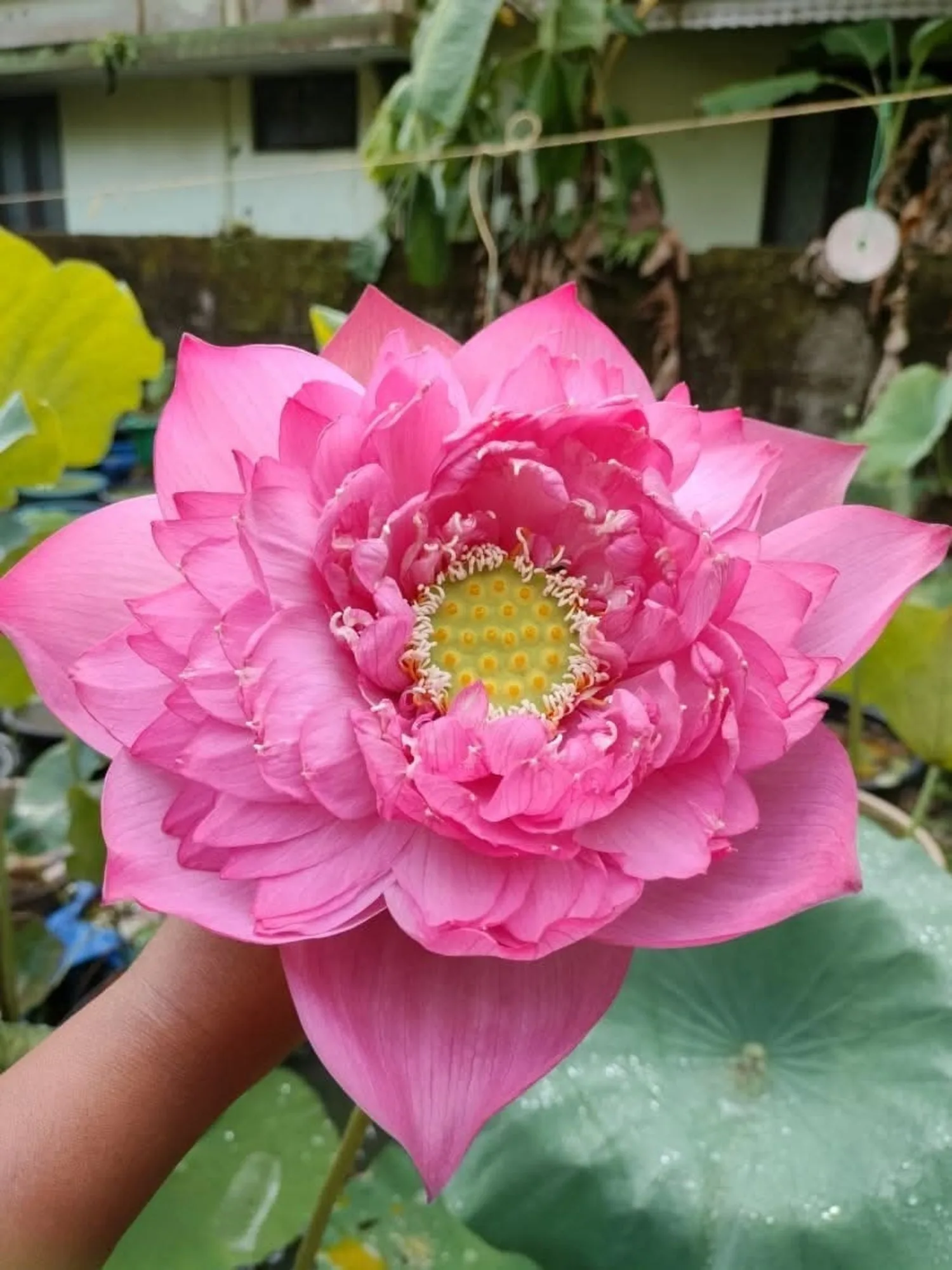 Bowl Lotus Amore Jia Tuber