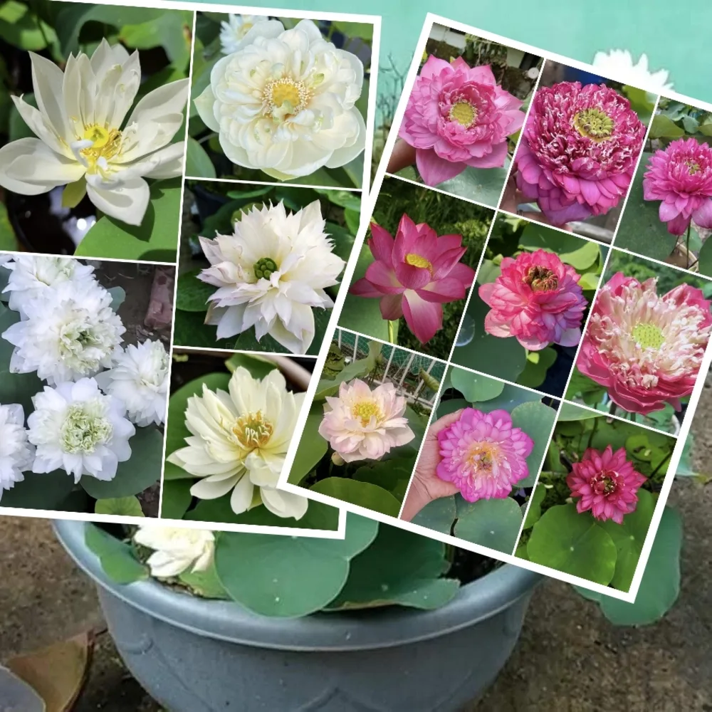 Bowl Lotus Assorted Pink And White Tuber Combo!!!